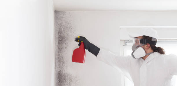 Best Toxic Mold Removal  in North Puyallup, WA
