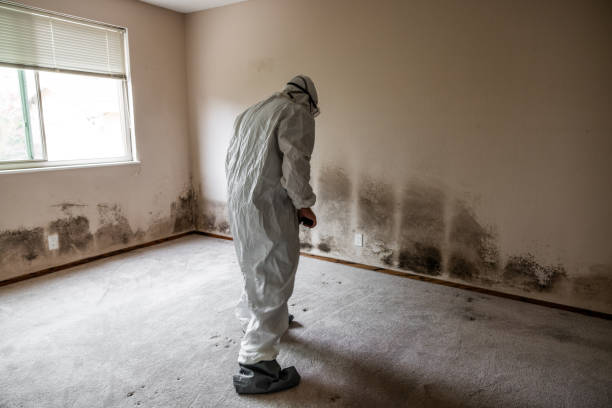 Best Fast Mold Removal  in North Puyallup, WA