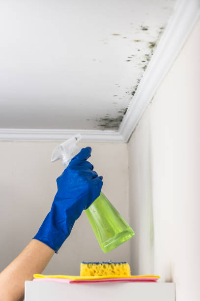 Reliable North Puyallup, WA Mold Removal Solutions